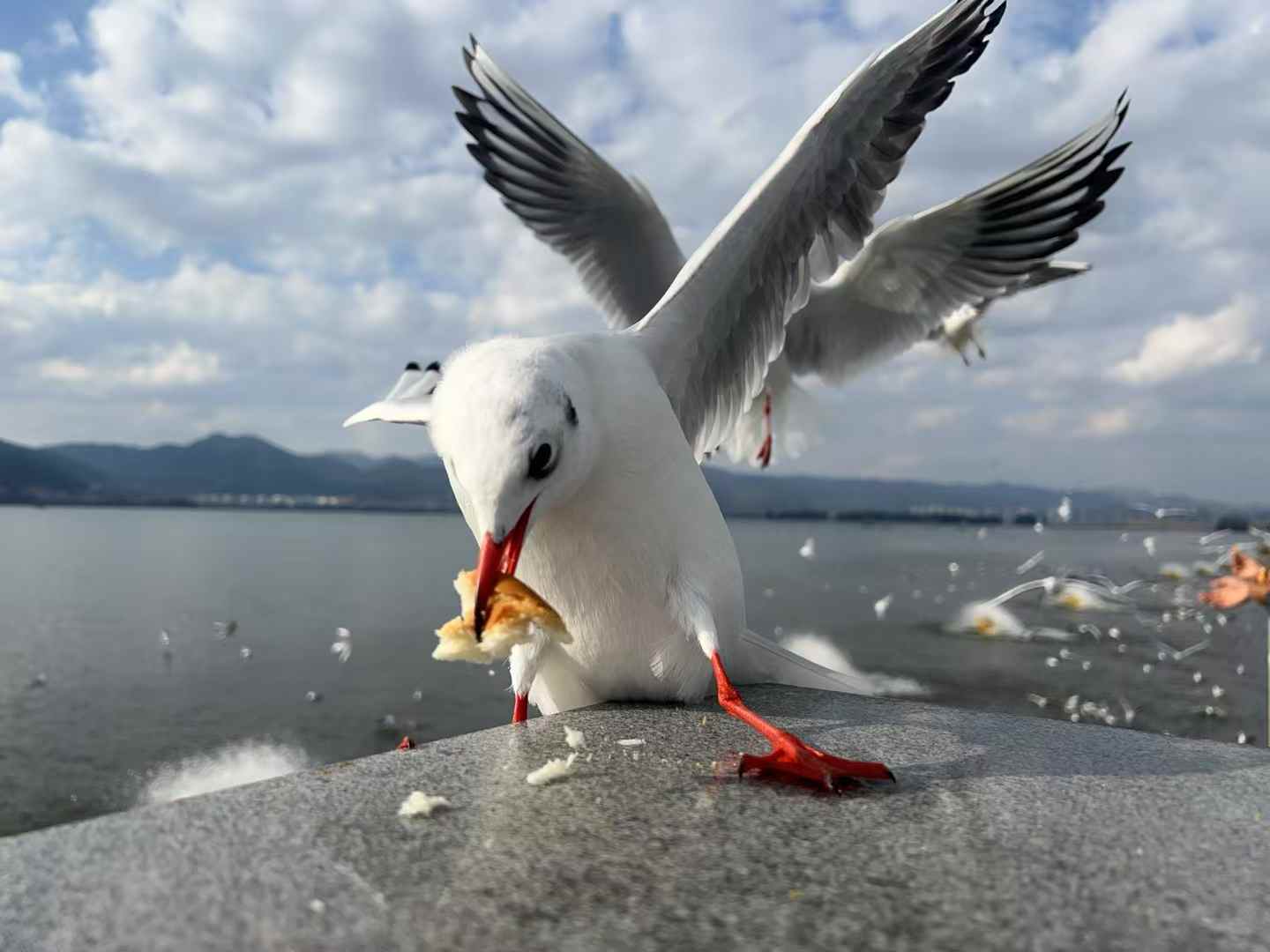 昆明滇池 · 红嘴鸥